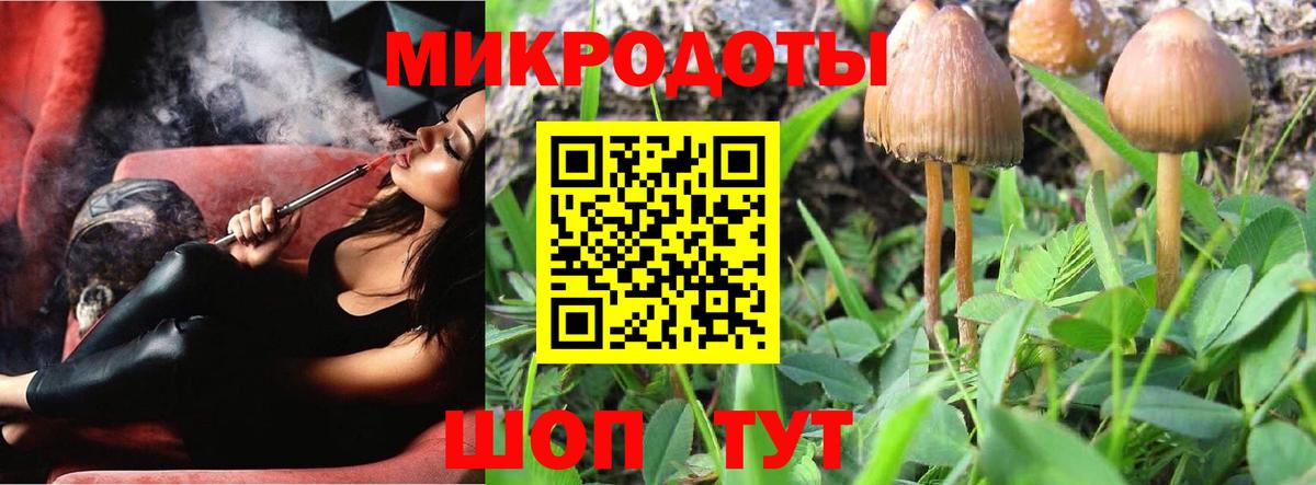 Псилоцибиновые грибы Psilocybe Саянск